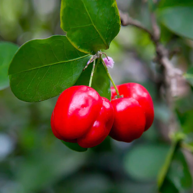 close up of two red acerola cherries with three leaves on a branch