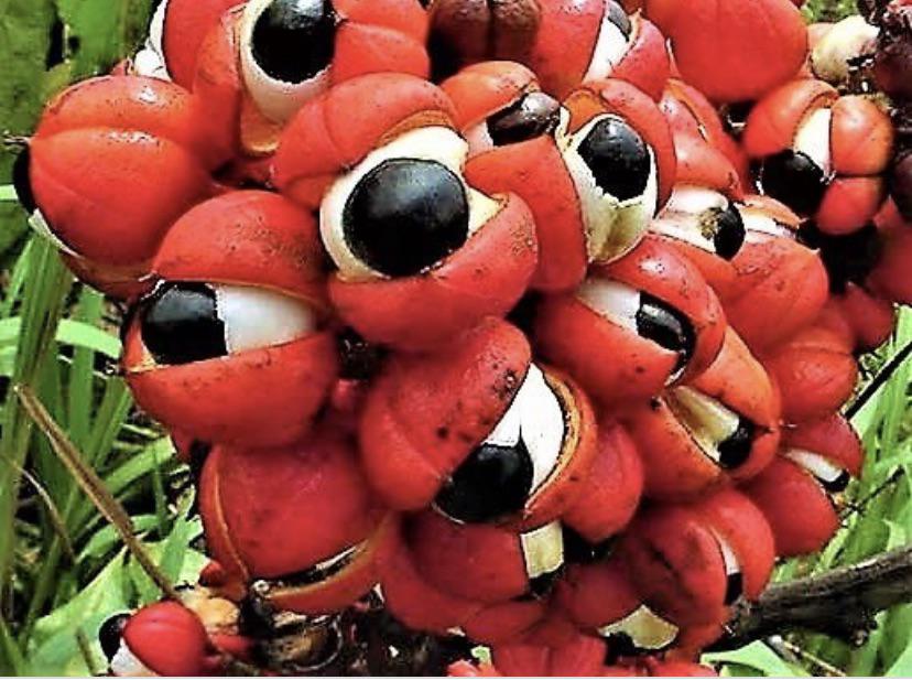 guarana seed on the plant, looks like a bunch of eyes with big black pupils and red eyelids