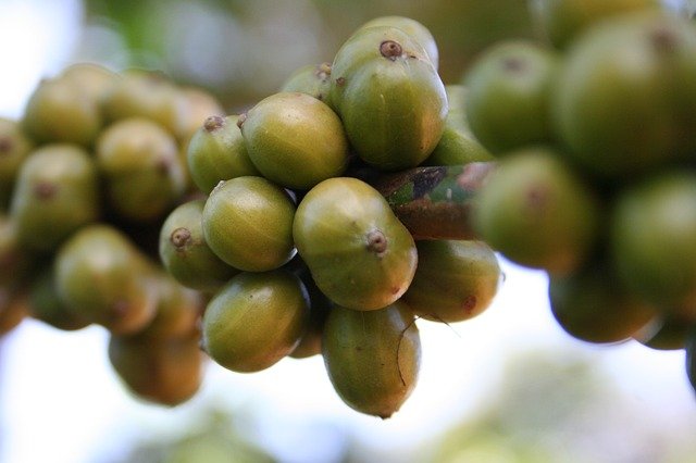 closeup of green coffee bean berries on the vine