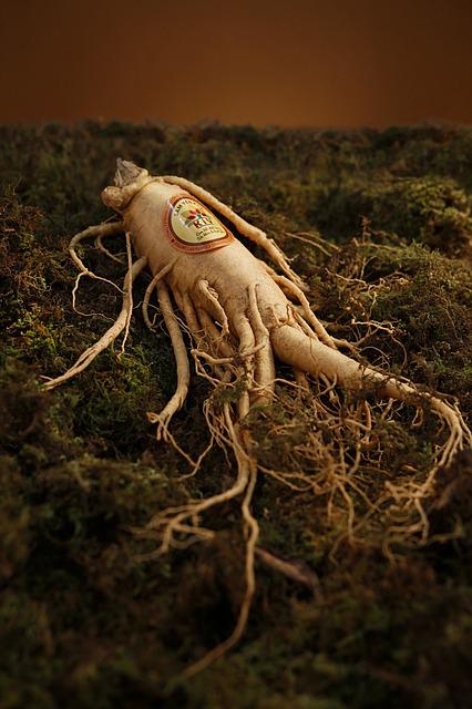 peat moss with spindly ginseng root resting atop of of it