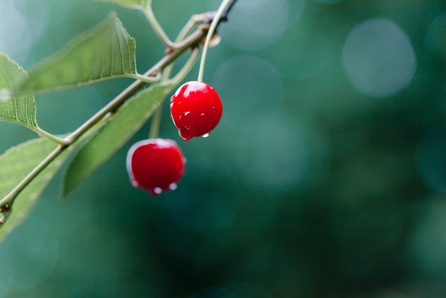 closeup of two bright red cherries hanging from a branch with green leaves